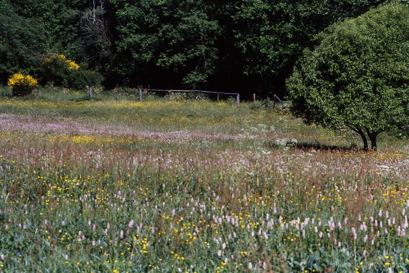 Nonnenbachtal