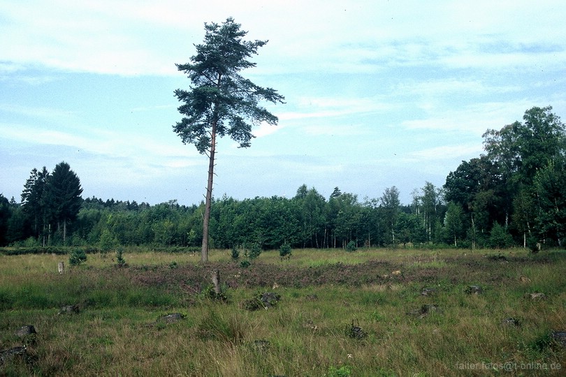 Ohligser Heide