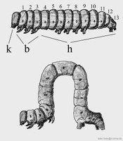 Grafik typische Raupen