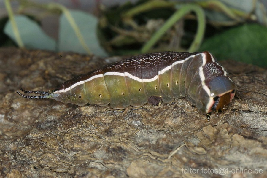 Großer Gabelschwanz (Cerura vinula) vor Verpuppung