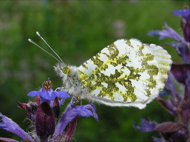 Aurorafalter Anthocharis cardamines Weibchen auf Günsel Ajuga reptans saugend