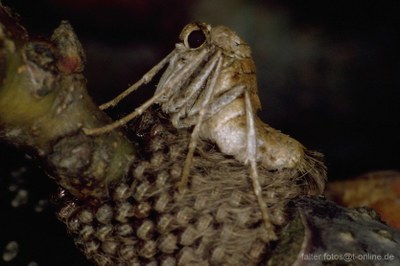 Kreuzflügel (Alsophila aescularia) Weibchen