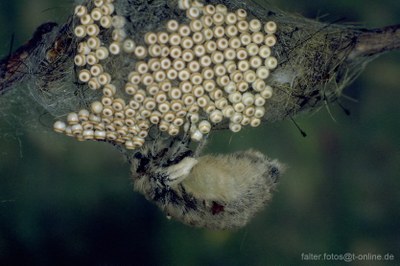 Bürstenbinder (Orgya antiqua) Weibchen