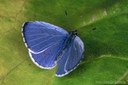 Faulbaumbläuling (Celastrina argiolus) Männchen