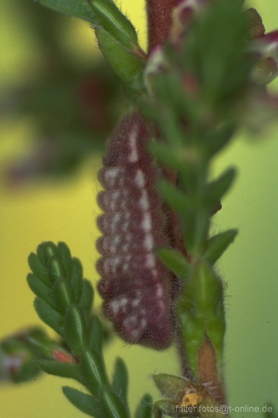 Faulbaumbläuling (Celastrina argiolus) Raupe 1