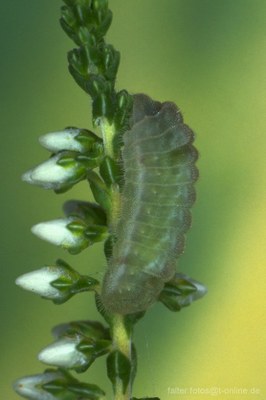 Faulbaumbläuling (Celastrina argiolus) Raupe 2