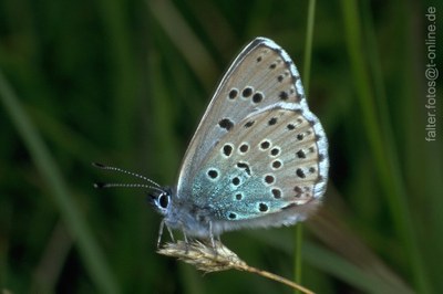 Schwarzfleckiger Ameisen-Bläuling (Maculinea arion)