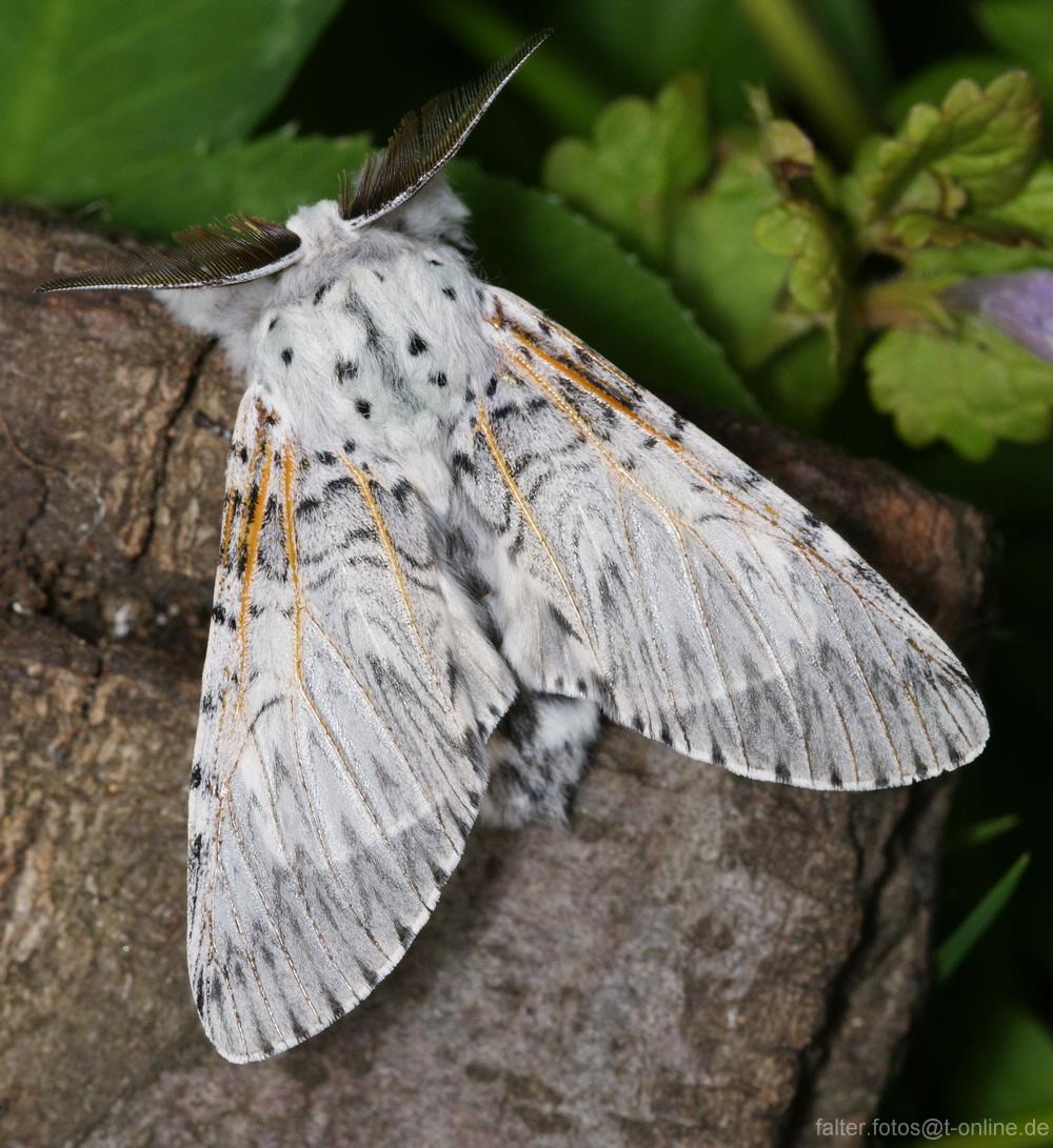 Cerura vinula