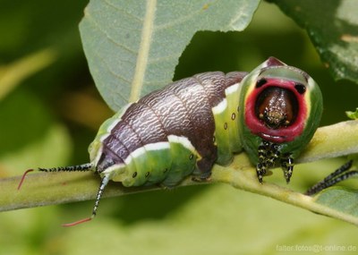 Cerura vinula Raupe