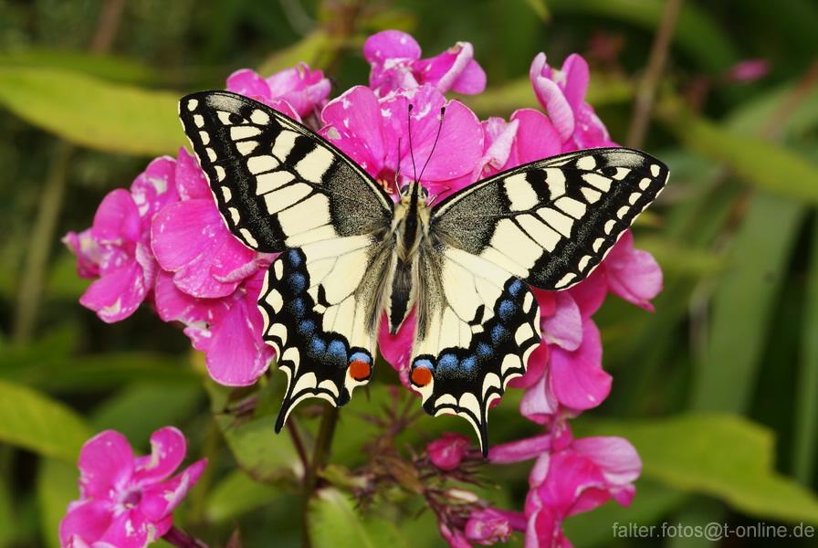 Papilio machaon