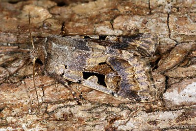 Orthosia gothica