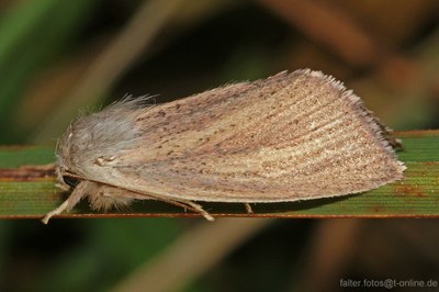 Sedina buettneri (E. HERING, 1858)