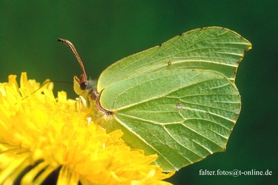 Gonepteryx rhamni