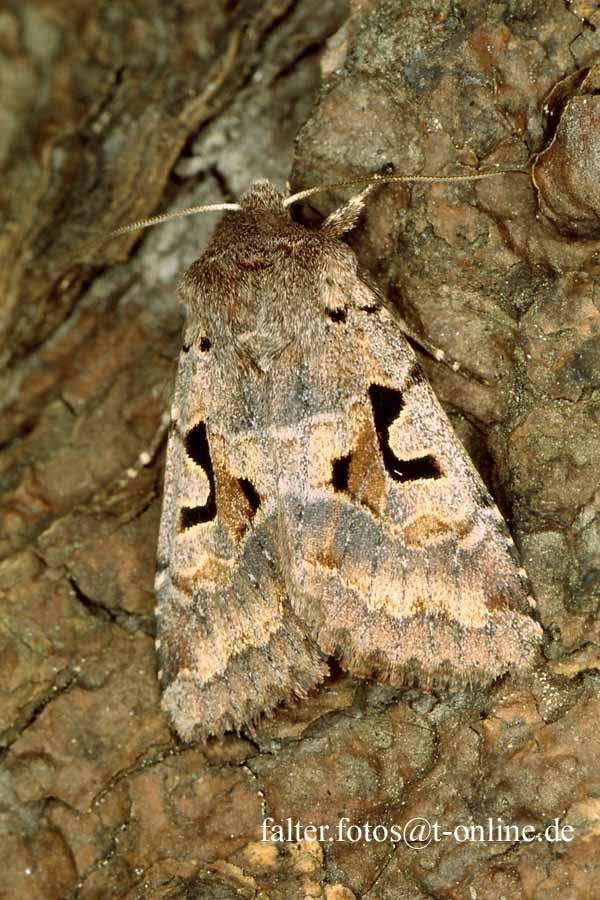 Orthosia gothica