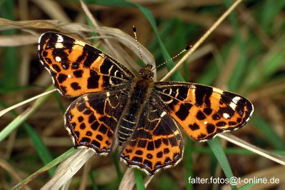 Araschnia levana Frühlingsform