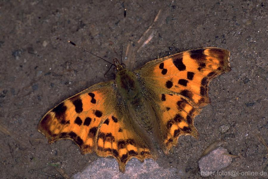 C-Falter (Polygonia c-album)