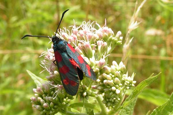 Zygaena filipendulae, Haan, Grube 7 (Foto: A. Dahl)