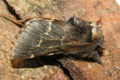 Kleine Pappelglucke (<i>Poeciliocampa populi</i>)