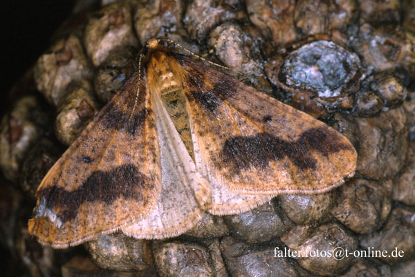 Erannis defoliaria