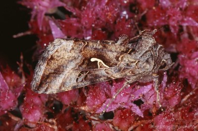 Autographa gamma