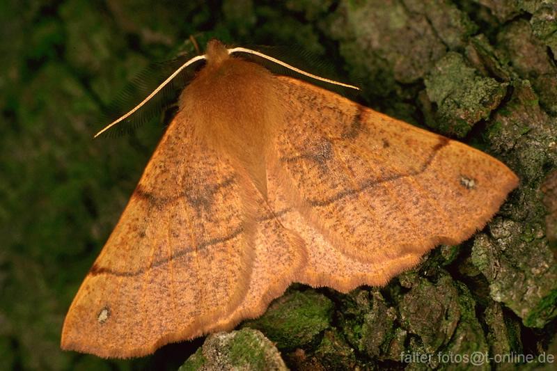 Colotois pennaria