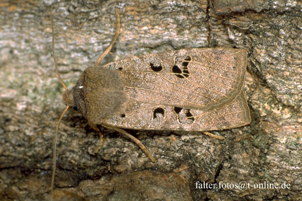 Conistra rubiginosa