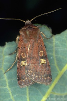 Braune Spätsommer-Bodeneule (Xestia xanthographa)