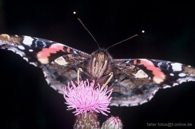 Admiral (Vanessa atalanta) Frontalansicht