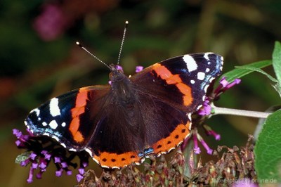 Admiral (Vanessa atalanta) 2