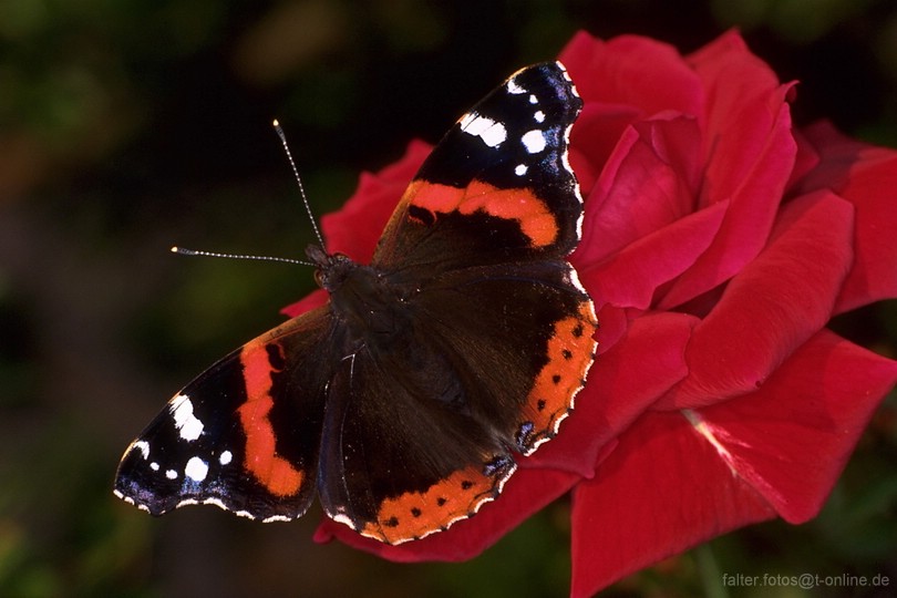 Admiral (Vanessa atalanta)