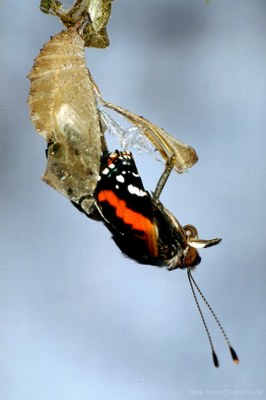 Admiral (Vanessa atalanta) schlüpft