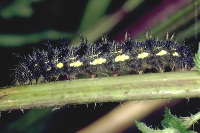 Admiral (Vanessa atalanta) Raupe