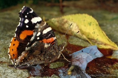 Admiral (Vanessa atalanta) Unterseite