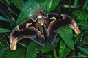 Atlasspinner (Attacus atlas)