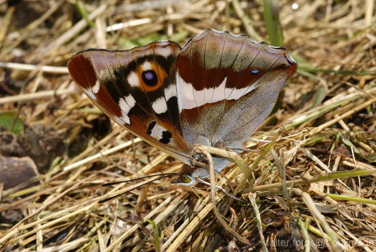 Großer Schillerfalter Großer Schillerfalter