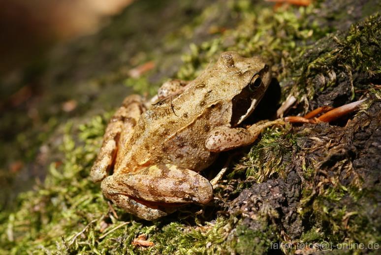 Grasfrosch Grasfrosch