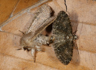 Orthosia cruda, Fehlpaarung mit Eupithecia abbreviata