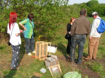 Nachtpfauenaugen 2011