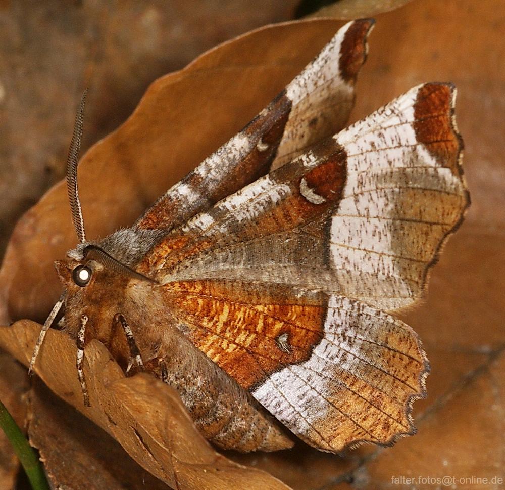 Selenia tetralunaria Selenia tetralunaria
