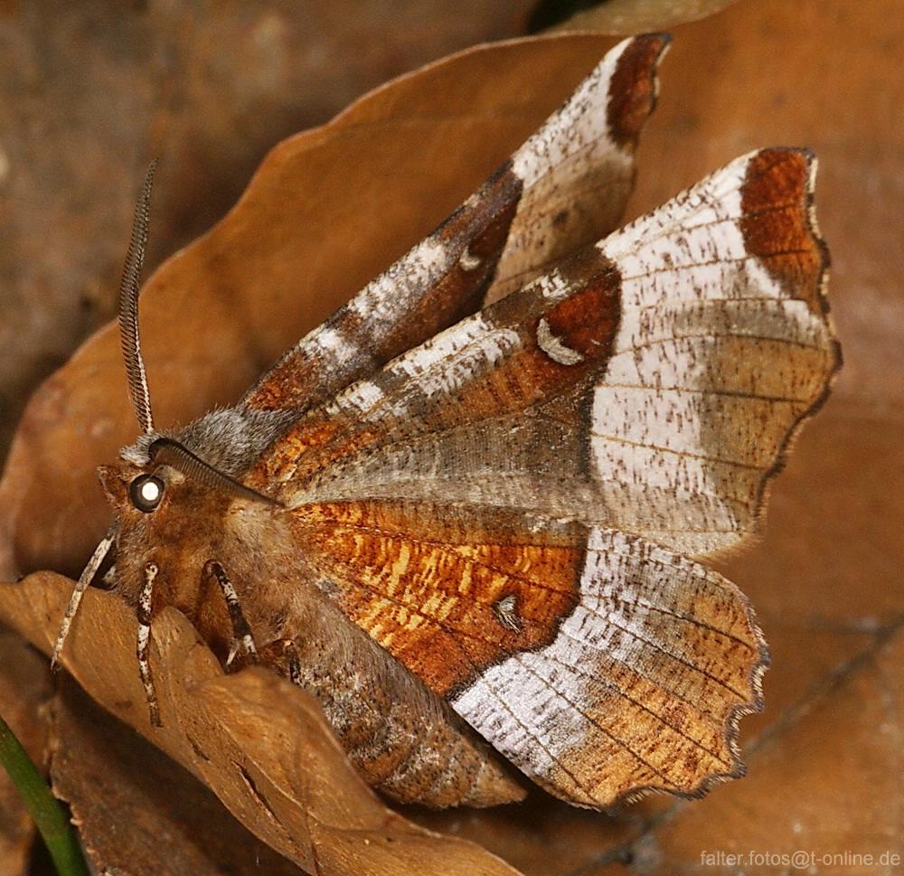 Selenia tetralunaria