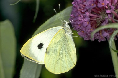 Großer Kohlweißling (Pieris brassicae)