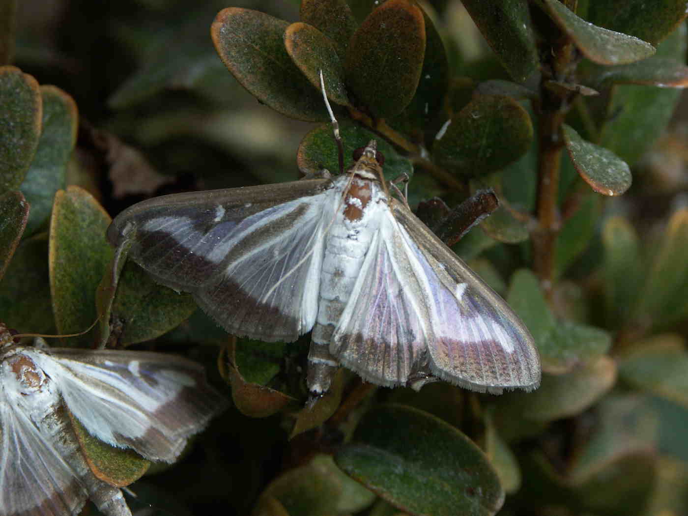 Buchsbaumzünsler (C. perspectalis)