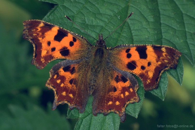 C-Falter (Polygonia c-album)