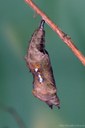 C-Falter (Polygonia c-album) Puppe