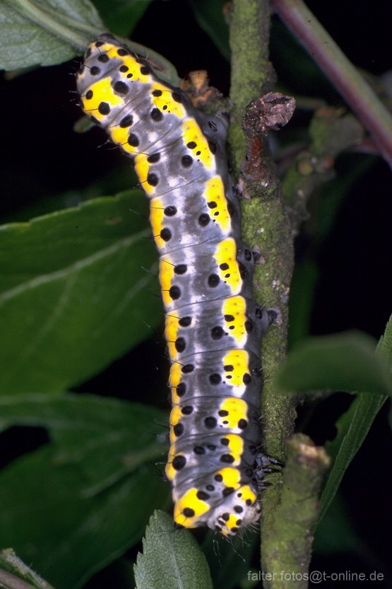 Blaukopf (Diloba caeruleocephala) Raupe