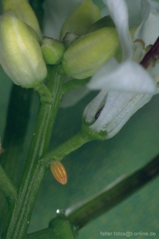 Aurorafalter (Antocharis cardamines) Ei