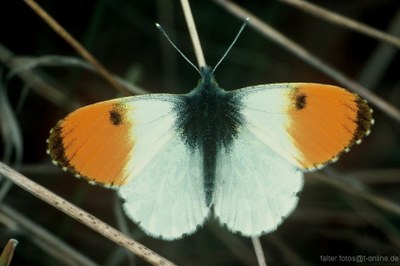 Aurorafalter (Antocharis cardamines) Bild 2