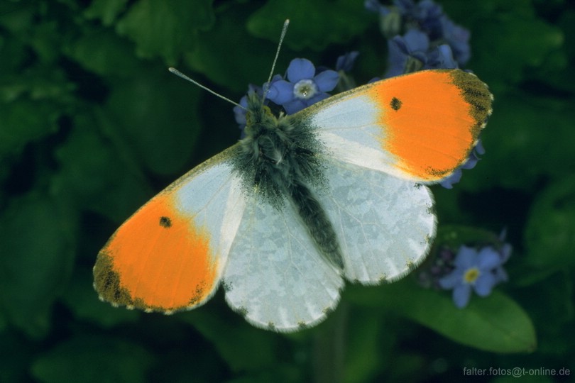 Aurorafalter (Antocharis cardamines)