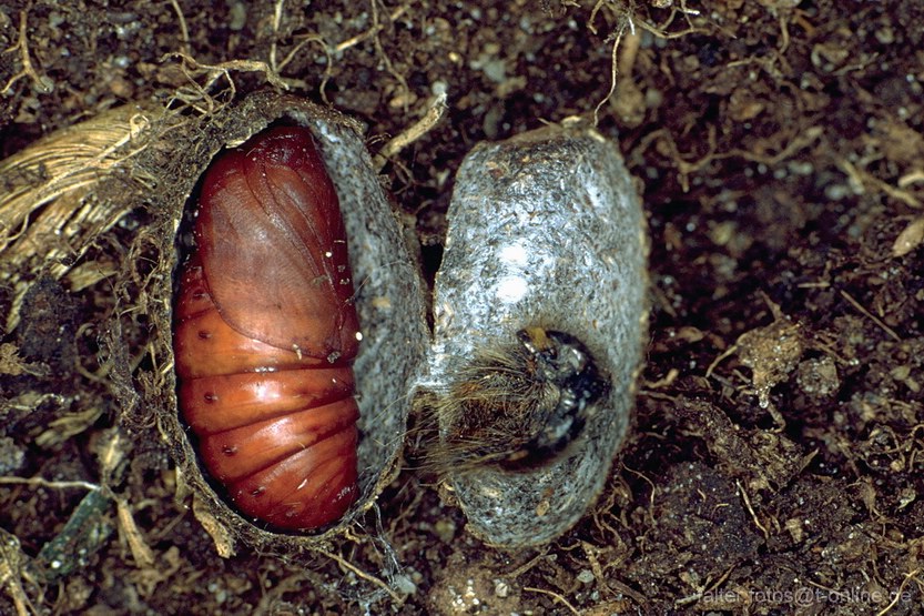 Weißdornspinner (Trichiura crataegi) Puppe