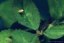 Wandergelbling (Colias croceus) Ei